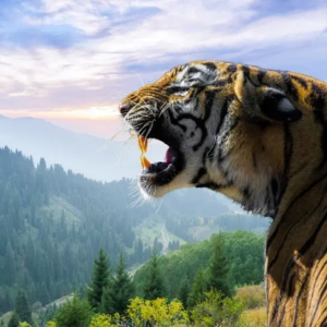 Big tiger in trouble in Prakasam district